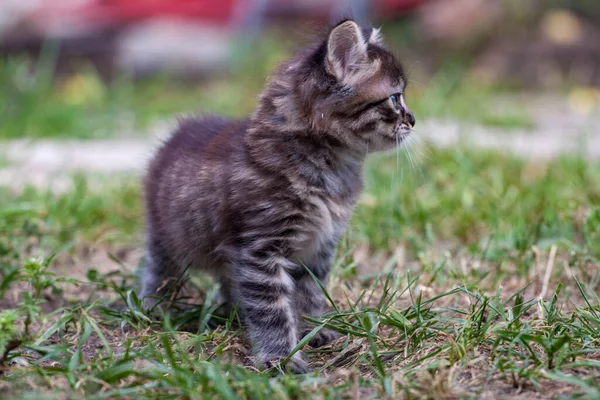 O gatinho de rua encontrou um cão e está assustado. O gatinho fugiu de casa e perdeu-se no parque. Um gatinho listrado siberiano explora o mundo desconhecido na rua. — Fotografia de Stock