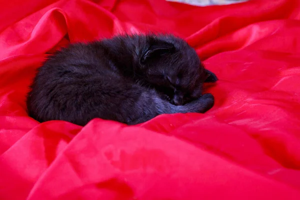 Mały nowonarodzony kotek, który jeszcze nie otworzył oczu. — Zdjęcie stockowe