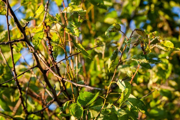 Aphids damaged leaf by pests and diseases — Stock Photo, Image