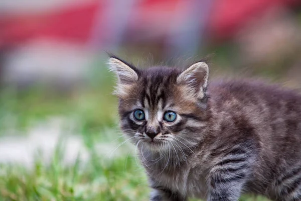 Küçük sokak kedisi bir köpekle tanıştı ve korktu. Küçük kedi yavrusu evden kaçtı ve parkta kayboldu. Sibirya çizgili bir kedi yavrusu sokaktaki bilinmeyen dünyayı keşfediyor..