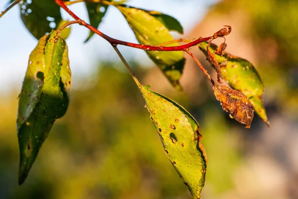 Αφίδες φθαρμένα φύλλα από παράσιτα και ασθένειες — Φωτογραφία Αρχείου