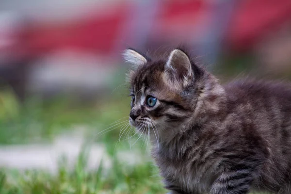 Gatulille kattungen träffade en hund och är rädd. Den lilla kattungen rymde hemifrån och försvann i parken. En sibirisk randig kattunge utforskar den okända världen på gatan. — Stockfoto