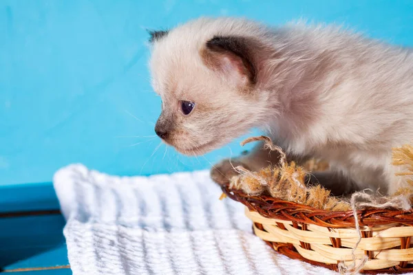 Маленький новорожденный котенок, который еще не открыл глаза — стоковое фото