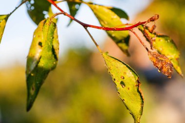 Haşereler ve hastalıklar yüzünden yaprak bitleri zarar görmüş.