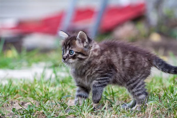 Das kleine Kätzchen ist einem Hund begegnet und hat Angst. Das kleine Kätzchen rannte von zu Hause weg und verirrte sich im Park. Ein sibirisches Streifenkätzchen erkundet die unbekannte Welt auf der Straße. — Stockfoto