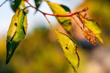 Haşereler ve hastalıklar yüzünden yaprak bitleri zarar görmüş.