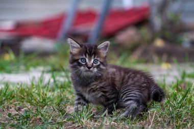 Küçük sokak kedisi bir köpekle tanıştı ve korktu. Küçük kedi yavrusu evden kaçtı ve parkta kayboldu. Sibirya çizgili bir kedi yavrusu sokaktaki bilinmeyen dünyayı keşfediyor..