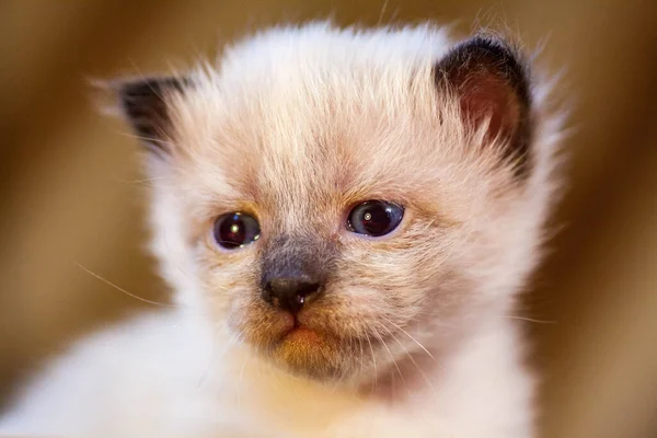 Um gatinho recém-nascido pequeno que ainda não abriu os olhos — Fotografia de Stock