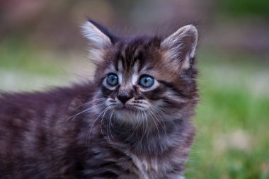 Küçük sokak kedisi bir köpekle tanıştı ve korktu. Küçük kedi yavrusu evden kaçtı ve parkta kayboldu. Sibirya çizgili bir kedi yavrusu sokaktaki bilinmeyen dünyayı keşfediyor..