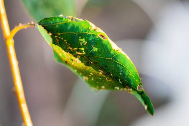 Haşereler ve hastalıklar yüzünden yaprak bitleri zarar görmüş.