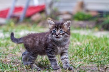Küçük sokak kedisi bir köpekle tanıştı ve korktu. Küçük kedi yavrusu evden kaçtı ve parkta kayboldu. Sibirya çizgili bir kedi yavrusu sokaktaki bilinmeyen dünyayı keşfediyor..