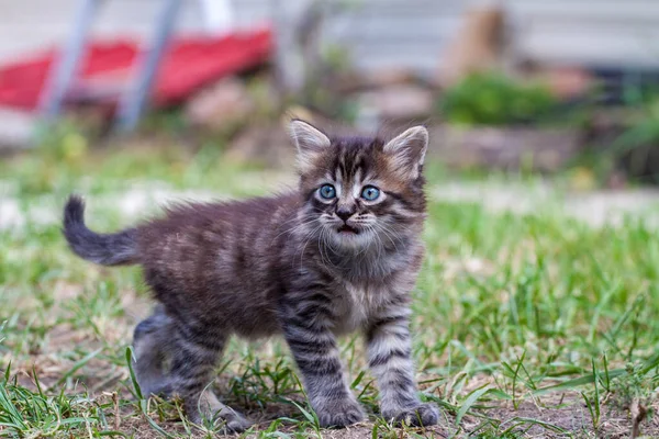 El gatito de la calle conoció a un perro y tiene miedo. El gatito huyó de casa y se perdió en el parque. Un gatito siberiano a rayas explora el mundo desconocido en la calle. —  Fotos de Stock