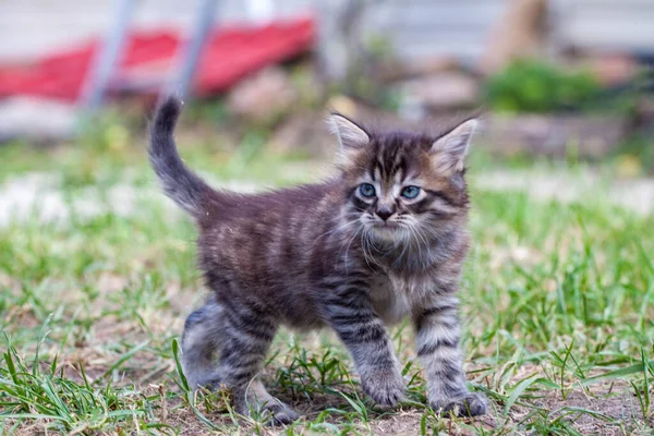 Das kleine Kätzchen ist einem Hund begegnet und hat Angst. Das kleine Kätzchen rannte von zu Hause weg und verirrte sich im Park. Ein sibirisches Streifenkätzchen erkundet die unbekannte Welt auf der Straße. — Stockfoto