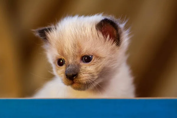 Een klein pasgeboren katje dat zijn ogen nog niet heeft geopend — Stockfoto
