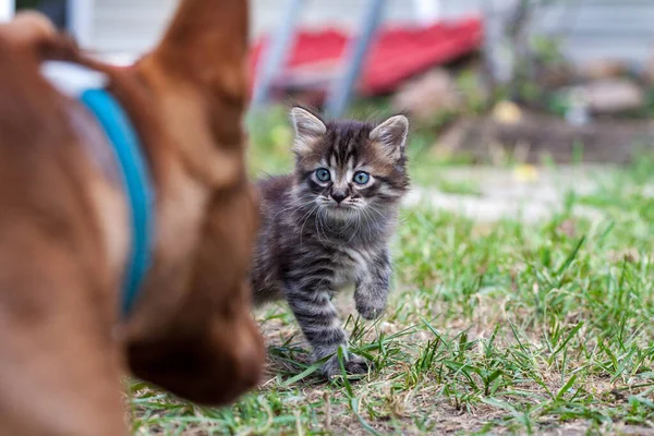 Street little kitten met a dog and is scared. The little kitten ran away from home and got lost in the park. A Siberian striped kitten explores the unknown world on the street. — Stock Photo, Image