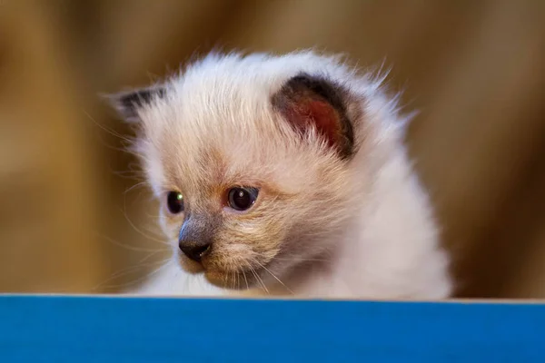 Um gatinho recém-nascido pequeno que ainda não abriu os olhos — Fotografia de Stock