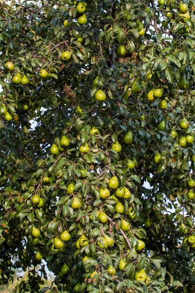 Ramo di pera con molti grandi frutti maturi di pera dolce nel giardino degli agricoltori. — Foto Stock