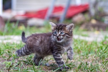 Küçük sokak kedisi bir köpekle tanıştı ve korktu. Küçük kedi yavrusu evden kaçtı ve parkta kayboldu. Sibirya çizgili bir kedi yavrusu sokaktaki bilinmeyen dünyayı keşfediyor..