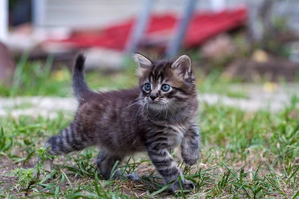 O gatinho de rua encontrou um cão e está assustado. O gatinho fugiu de casa e perdeu-se no parque. Um gatinho listrado siberiano explora o mundo desconhecido na rua. — Fotografia de Stock