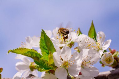 Kapalı kapılar ardında çiçek açan bir bahar ağacı.