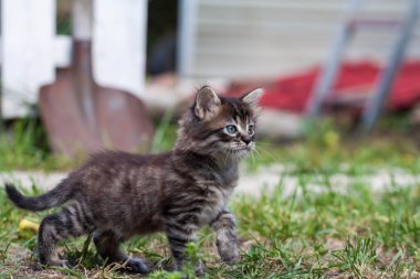 Küçük sokak kedisi bir köpekle tanıştı ve korktu. Küçük kedi yavrusu evden kaçtı ve parkta kayboldu. Sibirya çizgili bir kedi yavrusu sokaktaki bilinmeyen dünyayı keşfediyor..