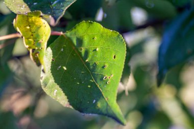 Haşereler ve hastalıklar yüzünden yaprak bitleri zarar görmüş.