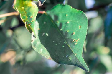 Yaprak bitleri hasar parazit böcek yaprakları