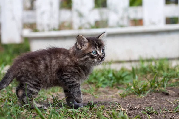 El gatito de la calle conoció a un perro y tiene miedo. El gatito huyó de casa y se perdió en el parque. Un gatito siberiano a rayas explora el mundo desconocido en la calle. —  Fotos de Stock