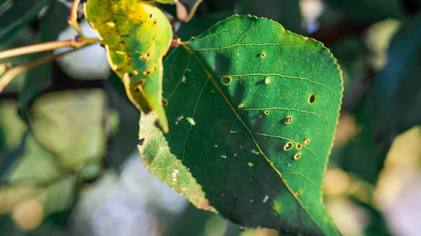 Aphids damaged leaf by pests and diseases — Stock Photo, Image