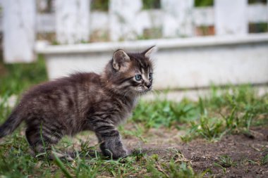 Küçük sokak kedisi bir köpekle tanıştı ve korktu. Küçük kedi yavrusu evden kaçtı ve parkta kayboldu. Sibirya çizgili bir kedi yavrusu sokaktaki bilinmeyen dünyayı keşfediyor..