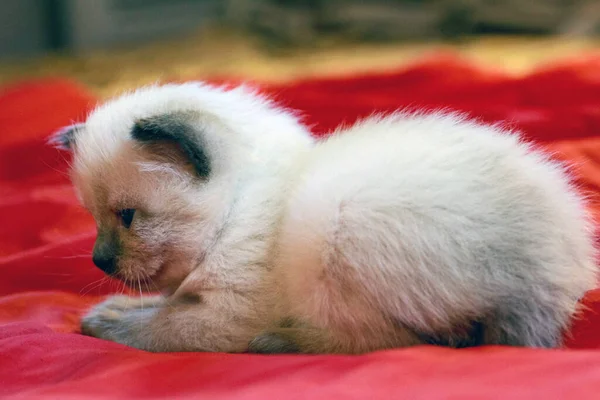Un pequeño gatito recién nacido que aún no ha abierto los ojos — Foto de Stock