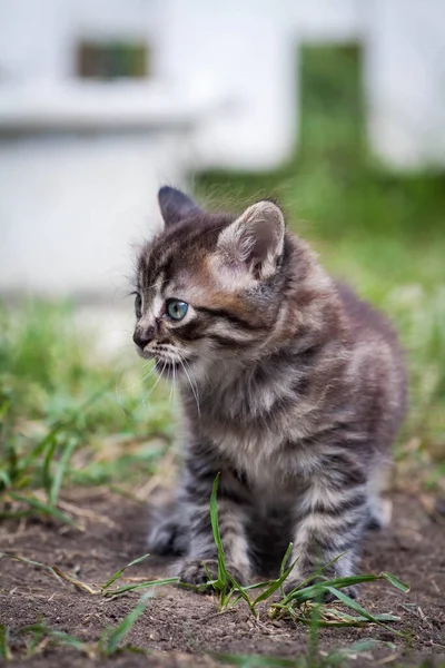 Gatulille kattungen träffade en hund och är rädd. Den lilla kattungen rymde hemifrån och försvann i parken. En sibirisk randig kattunge utforskar den okända världen på gatan. — Stockfoto