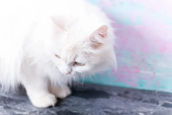 Portrait d'un chat gris avec des rayures posées sur un sol, gros plan, mise au point sélective. Photo de haute qualité — Photo