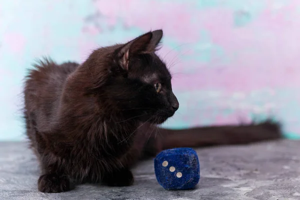 Porträtt av en grå katt med ränder på marken, närbild, selektivt fokus. Högkvalitativt foto — Stockfoto