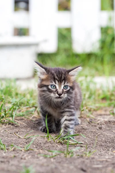 Уличный котенок встретил собаку и испугался. Маленький котенок сбежал из дома и заблудился в парке. Сибирский полосатый котёнок исследует неизвестный мир на улице.. — стоковое фото
