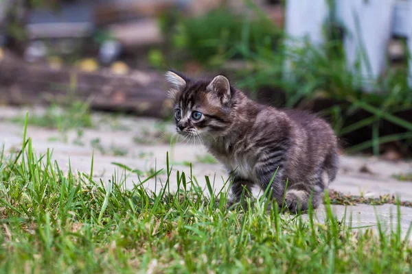 ลูกแมวน้อยถนนพบสุนัขและกลัว ลูกแมวตัวเล็กวิ่งหนีจากบ้านและหลงทางในสวนสาธารณะ ลูกแมวลายทางไซบีเรียสํารวจโลกที่ไม่รู้จักบนถนน . — ภาพถ่ายสต็อก