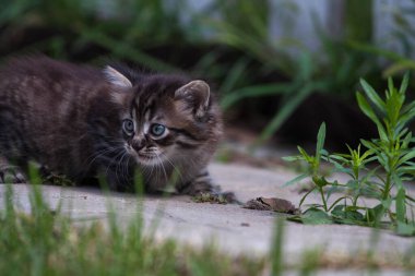 Küçük sokak kedisi bir köpekle tanıştı ve korktu. Küçük kedi yavrusu evden kaçtı ve parkta kayboldu. Sibirya çizgili bir kedi yavrusu sokaktaki bilinmeyen dünyayı keşfediyor..
