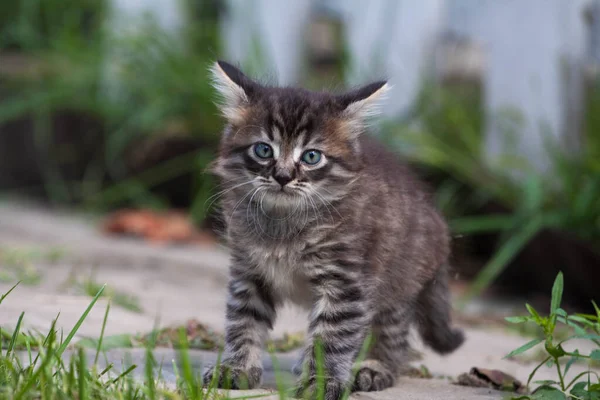 Uliczny kotek spotkał psa i się boi. Mały kotek uciekł z domu i zgubił się w parku. Syberyjski kociak w paski odkrywa nieznany świat na ulicy. — Zdjęcie stockowe