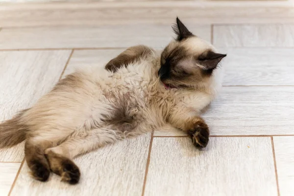 Portrait of a grey cat with stripes laying on a ground, close-up, selective focus. High quality photo — Stock Photo, Image