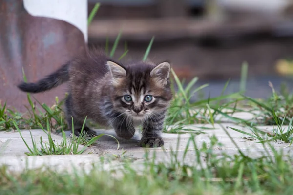 O gatinho de rua encontrou um cão e está assustado. O gatinho fugiu de casa e perdeu-se no parque. Um gatinho listrado siberiano explora o mundo desconhecido na rua. — Fotografia de Stock