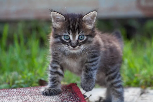 El gatito de la calle conoció a un perro y tiene miedo. El gatito huyó de casa y se perdió en el parque. Un gatito siberiano a rayas explora el mundo desconocido en la calle. —  Fotos de Stock