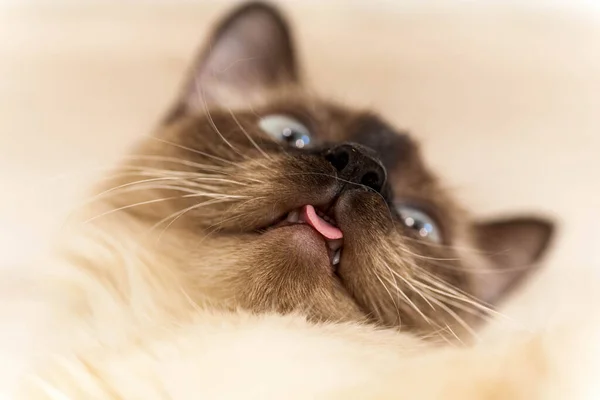 Πορτραίτο μιας γκρίζας γάτας με ρίγες ξαπλωμένη σε ένα έδαφος, κοντινό πλάνο, επιλεκτική εστίαση. Υψηλής ποιότητας φωτογραφία — Φωτογραφία Αρχείου
