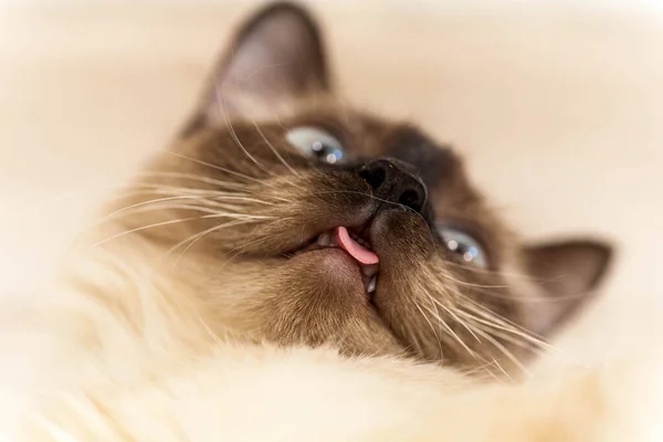 Retrato de un gato gris con rayas colocadas en el suelo, primer plano, enfoque selectivo. Foto de alta calidad — Foto de Stock