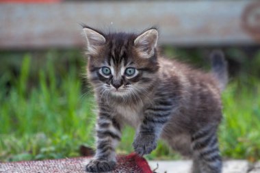 Küçük sokak kedisi bir köpekle tanıştı ve korktu. Küçük kedi yavrusu evden kaçtı ve parkta kayboldu. Sibirya çizgili bir kedi yavrusu sokaktaki bilinmeyen dünyayı keşfediyor..
