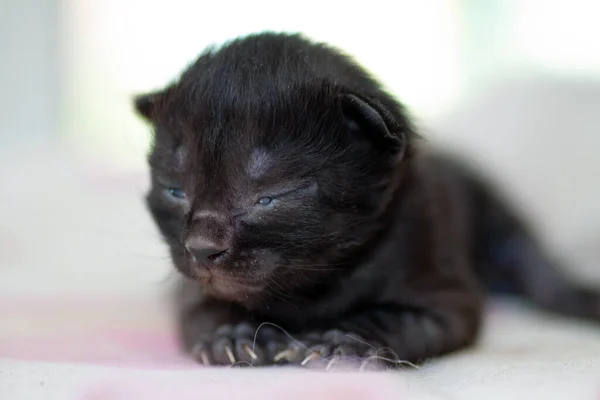 아직 눈을 뜨지 못한 작은 갓 태어난 새끼 — 스톡 사진