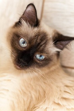 Çizgili gri bir kedinin portresi yerde yatıyor, yakın plan, seçici odaklanma. Yüksek kalite fotoğraf