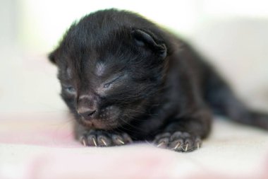 Henüz gözlerini açmamış küçük bir yavru kedi.