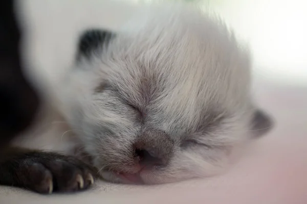 Um gatinho recém-nascido pequeno que ainda não abriu os olhos — Fotografia de Stock