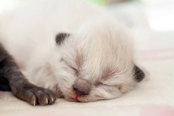 Henüz gözlerini açmamış küçük bir yavru kedi. — Stok fotoğraf