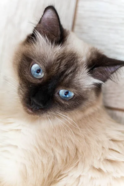 Retrato de un gato gris con rayas colocadas en el suelo, primer plano, enfoque selectivo. Foto de alta calidad — Foto de Stock